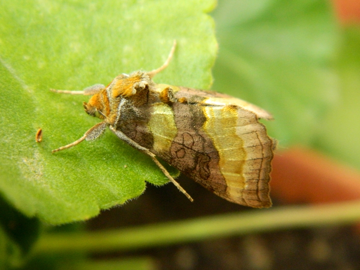 Bruco e falena: Diachrysia chrysitis